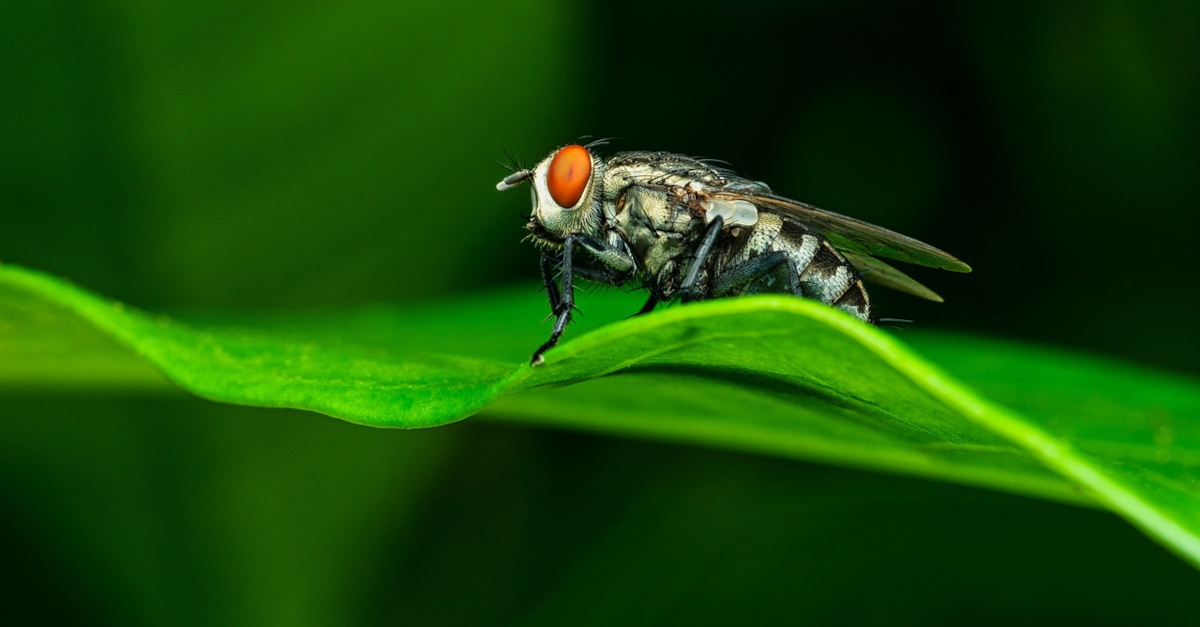 Découvrez la mouche : signification spirituelle et ses messages cachés