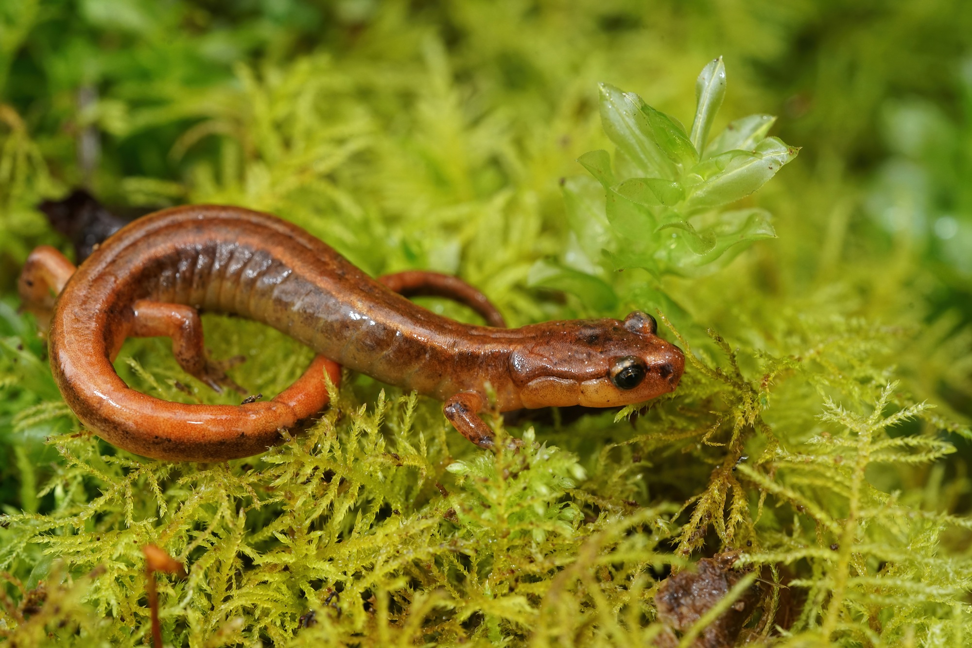 Closeup shot of the rare and endangered Van Dyk's salamander, Plethodon vandykei