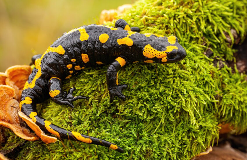 Top view of a whole fire salamander on moss and fungus