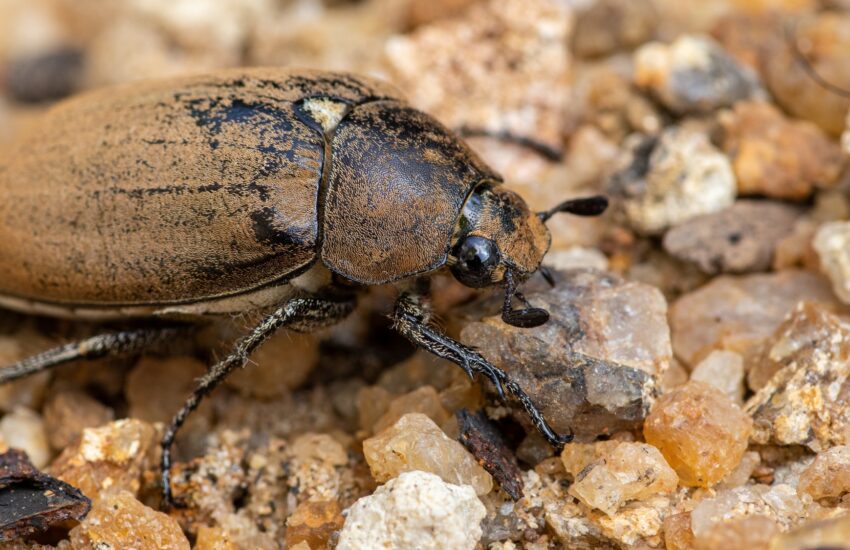 Old European chafer beetle on sand closeup macro photo, hairy beetle looking for food,