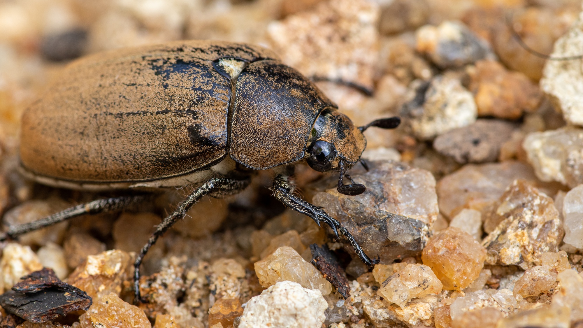 Old European chafer beetle on sand closeup macro photo, hairy beetle looking for food,