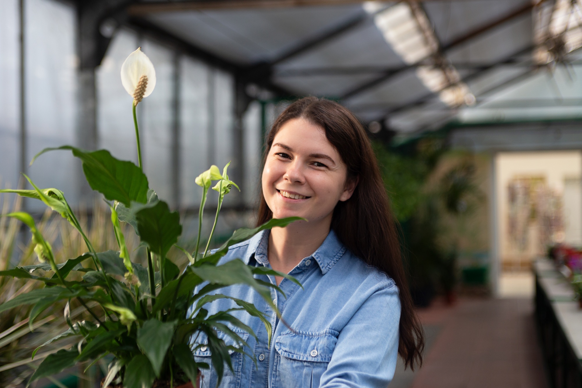 Portrait of smiling woman in greenhouse with spathiphyllum in the pot.