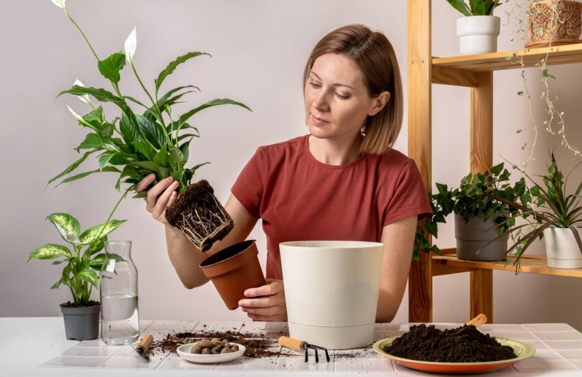 Woman replanting a Spathiphyllum plant into a new flowerpot.