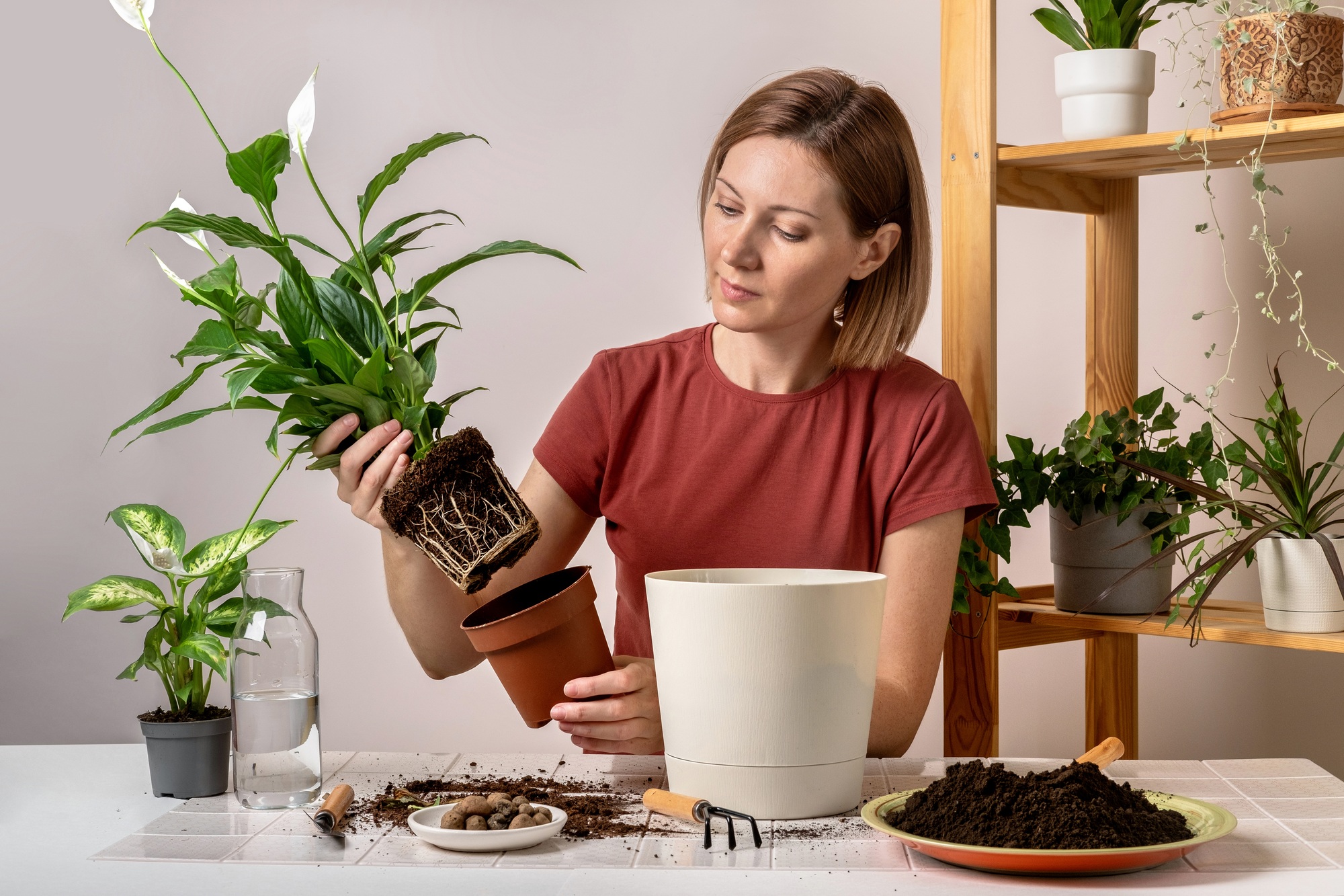 Woman replanting a Spathiphyllum plant into a new flowerpot.