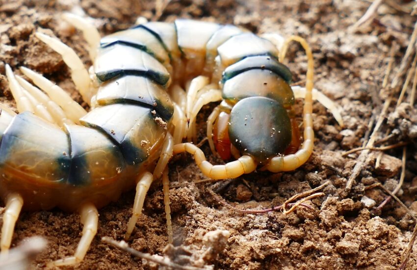 mille-pattes dans la maison