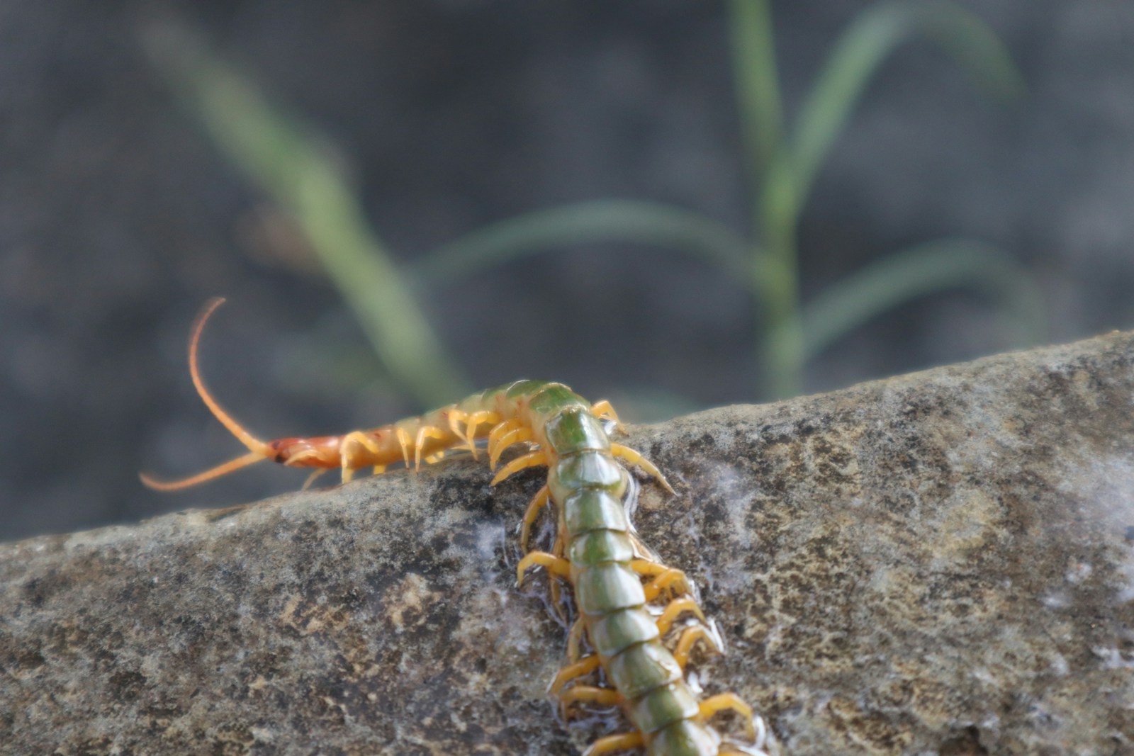 signification mille-pattes